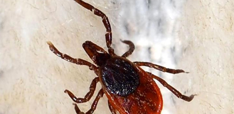 Kene vakaları! İstanbul’da KKKA görüldü mü, sakın çıplak elle dokunmayın